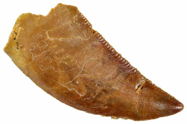 Serrated, Raptor Tooth - Real Dinosaur Tooth #261034